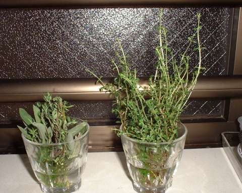 THYME+SAGE